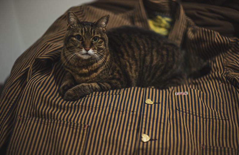TCB jeans TCBジーンズ Cathartt Chore Coat Tabby Cat Stripe キャットハート チョアコート タビ―キャットストライプ
